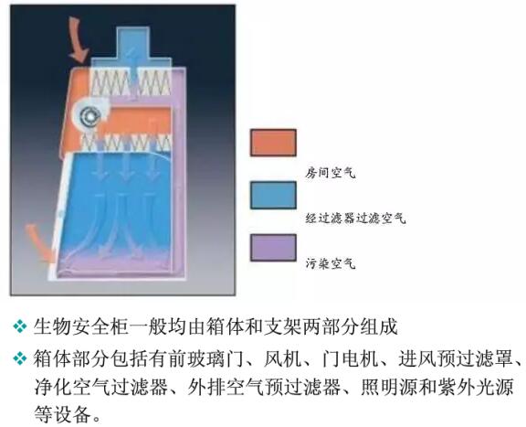 二级生物安全柜的结构是什么(图2)